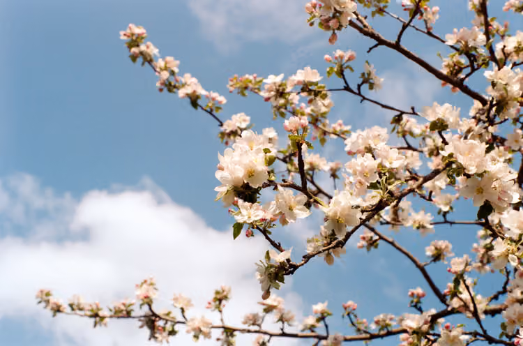 Apfelbaumblüten in Peiting