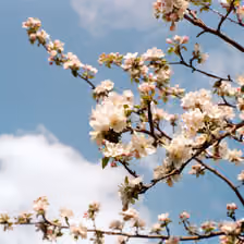 Apfelbaumblüten in Peiting