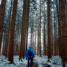 Winterlicher Waldpfad