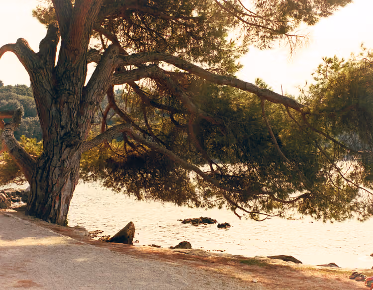 Baum im Sonnenuntergang am Strand von Rovinj, Kroatien
