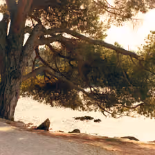 Baum im Sonnenuntergang am Strand von Rovinj, Kroatien
